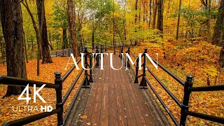 Music heals the heart with Autumn🍁 Gentle music restores the nervous system and satisfies the soul