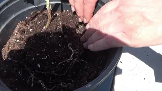 Transplanting Baby Blue Eucalyptus Seedling 2nd Larger Container