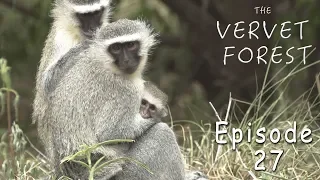 Baby Vervet Monkeys Released To Troop - Documentary HD - Ep. 27