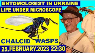 Lecture-34. Under Microscope: PREDATORS & PARASITOIDS. Diary of Entomologist Kyiv Ukraine 25.02.2023