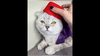 Funny animals,funny cats, котаны 4,面白い猫, 逗貓