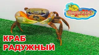 Радужный краб кушает салат. У нас новый питомец | Rainbow crab