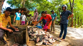 Amazing Live Fish Market Trading Excellent Fish Cutting in Sri Lanka | Beautiful Road Fish Market