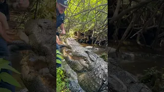 Buddy the Biggest Alligator at Gatorland‼️‼️‼️ #alligator #florida #gatorland