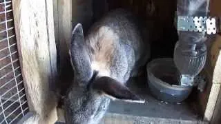 Кролики - это не только ........