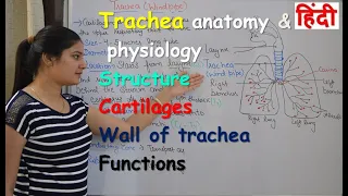 Trachea anatomy & physiology in hindi | wind pipe | structure | cartilages | walls | functions