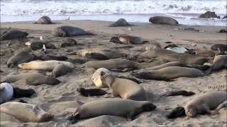 Elephant Seals: San Simeon, California