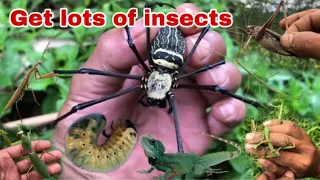 discover rare stick insect and catch giant katydid while hunting beetle larvae,orb spider and mantis