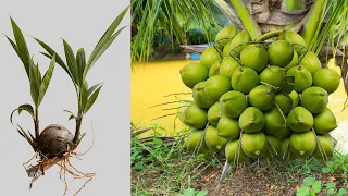 Discover How Coconut Trees Grow Faster with Grafting! | How to grow a coconut tree