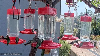 Hummingbirds with Mario Head sounds