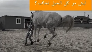 التعامل مع حصان( بري )حصان جفول-عطاني علامات الثقة 💡 الجزء الاول 1 النصري