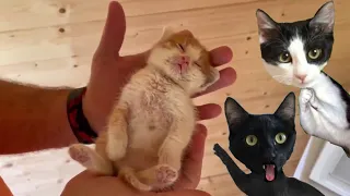 Gatito bebe primer baño y biberón en la casa / Videos de gatos graciosos Luna y Estrella