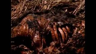 The nest(1988) death scenes