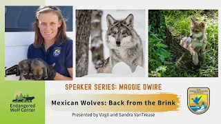 Mexican Wolves: Back from the Brink