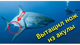 Вытащил нож из акулы