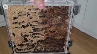 Camponotus herculeanus five year old colony prehibernation overview