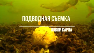 Подводная съемка ловли карпа на флэт или почему не клюет и кто съел прикормку)