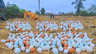 wow wow wow! a fisherman collects a lot of wild duck eggs on a straw during the dry season