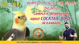 Complete Information About Cocktail Birds in Kannada