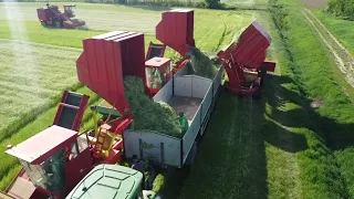 @OPG-Puzjak  Berba Kamilice OPG PUZJAK & DAM d.o.o  Chamomile  Harvest 🇭🇷🇭🇷