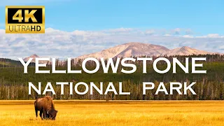 YELLOWSTONE NATIONAL PARK - 4K (60FPS) ULTRA HD - Scenic Film With Calming Sounds