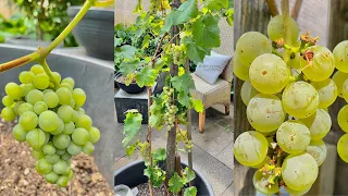 How to Grow Grapes in Containers Bear more Fruit