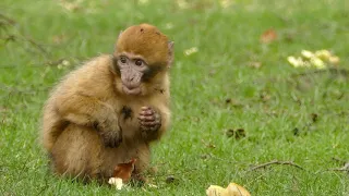 Documentary Monkeys Valley Of The Golden Baboons Real Wild 2020