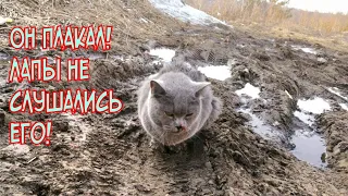 🔴Кот ждал смерти в грязи и не мог идти | от боли в лапах он плакал |Saving a stray cat