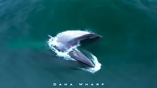 Lunge Feeding Fin Whales!