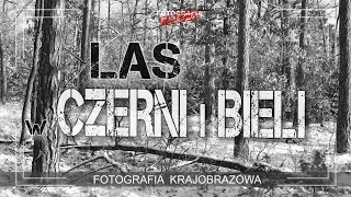 🚩Las w czerni i bieli - Fotografia jest Fajna