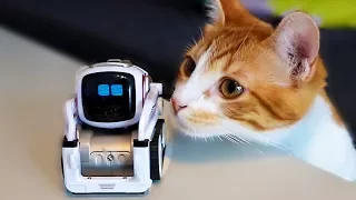 COZMO RENCONTRE UN CHAT TROP MIGNON !