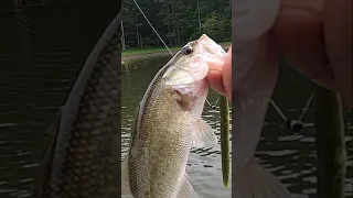 Catching a 10 POUND LARGEMOUTH BASS at heart he's a WHALE | Yamamoto Senko 😲 #shorts