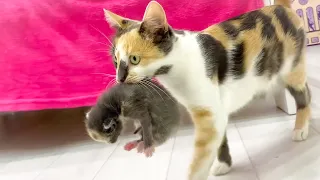 Caring mother cat Lima carries her kittens and hides them in a safe place - compilation