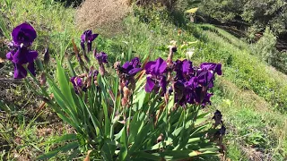 Summer at the Re-opened Jesuit Retreat Center of Los Altos - El Retiro