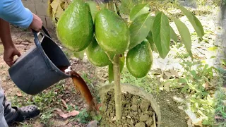 Ya no esperes años para tener aguacate cargado de frutos |aplica este poderoso fertilizante