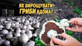 🍄 ГРИБИ ростуть ВДОМА. ПЕЧЕРИЦІ вдома легко #гриби #україна #нашсад