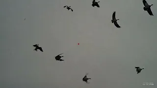 Shotkam Ganzen beheer geese-hunting Egyptian goose   Greylag