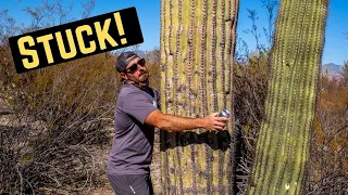 Saguaro National Park Travel Vlog || Tucson Arizona