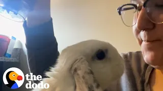 Bunny Thumps At Mom When He's Mad | The Dodo