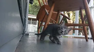 TINY KITTEN CLIMBING STEPS NOW