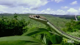 Borneo's Flying Reptiles | Wild Borneo