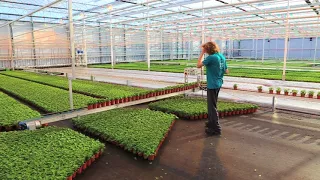 SmartFlo Flexit: Flexible growing for greenhouses