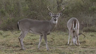 South Texas deer hunt with the HyperGhost 425.