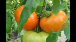 Tomatiology - An Introduction to Production of Tomatoes in Greenhouses