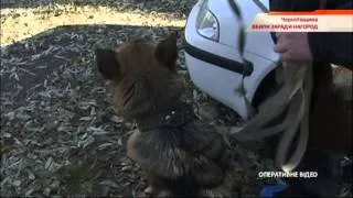 На Черниговщине замучили двух пенсионерок, в Киеве внук убил бабушку - Чрезвычайные новости, 30.10