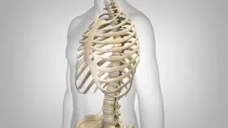 Lumbar Spinal Stenosis - Patient Animation