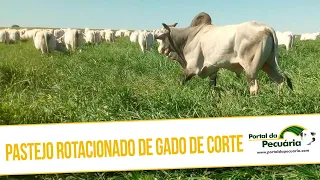 Pastejo rotacionado de Gado de corte