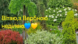 Привітання з Вербною неділею.Лайфхак зручного збору насіння чемернику.