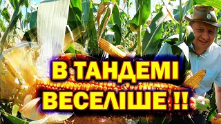 🤔ОТАК БУДУТЬ СІЯТИ ВСІ⁉️ Є ДОКАЗ ПРИБАВКА 🌽🌽Є⁉️ #тандемнийпосів #хотин #фієста #бінарнийпосів