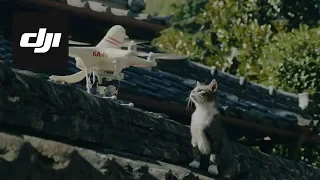 DJI Stories - Pigeon Drones